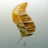 Feder Acryl