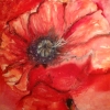 Mohn